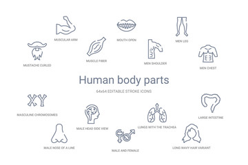 human body parts concept 14 outline icons