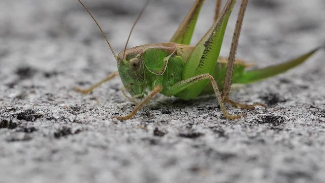 sauterelle verte a la sortie du bain de profil