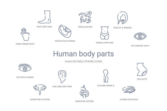 human body parts concept 14 outline icons