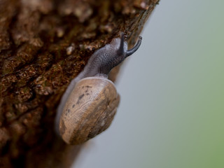 snail on a tree