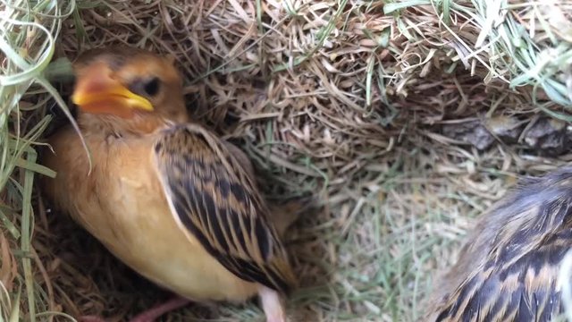 Brown bird's nest and Ploceus philippinus in the nest is made of small wood chips.