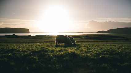 Fototapeta na wymiar Sheeps eating grass during sunset time in a pasture field near the seashore in Iceland
