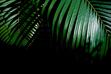 Greenery tropical palm leaf  over dark background