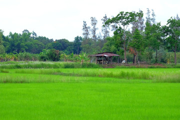 Fototapeta na wymiar Rice field in thecountryside at Korat province of Thailand.