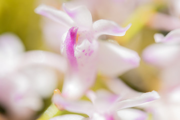 Fototapeta na wymiar Beautiful orchid with soft smell on in garden,Rhynchostylis coelestis
