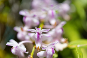Obraz premium Beautiful orchid with soft smell on in garden,Rhynchostylis coelestis