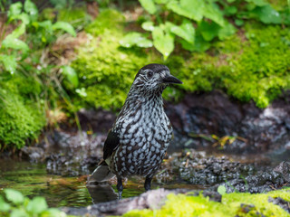 森の水辺のホシガラス