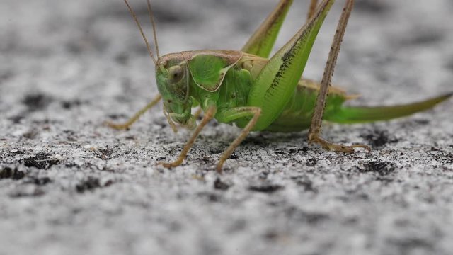 sauterelle verte a la sortie du bain 2