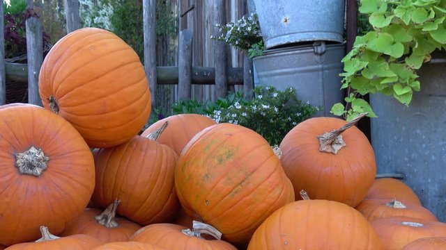 sehr viele orange K&uuml;rbisse liegen auf einer Holzbank