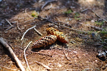 caterpillar on leaf
