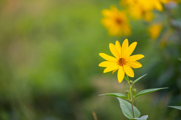 focus on a  yellow blossom