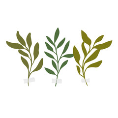Vector botanic illustrations. Botanical clipart. 