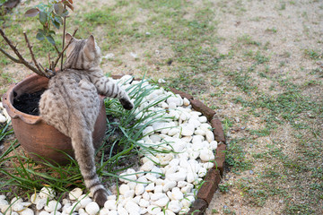Lovely healthy cat with beautiful yellow eyes on fresh green grass outdoor in morning