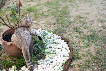 Lovely healthy cat with beautiful yellow eyes on fresh green grass outdoor in morning