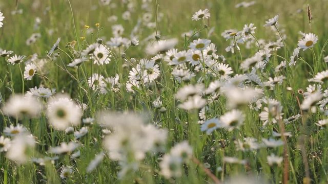 Close-up of spring meadow sun - camomile. Field of daisy flowers.