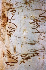 texture on tree bark