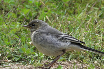Fototapeta premium A juvenile white wagtail (Motacilla alba).