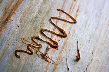 texture on tree bark