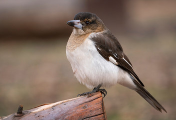 Australian Pied Butcherbird juvenile