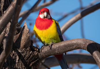 Beautiful Eastern Rosella parrot