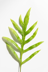 Wart fern leaf,Phymatosorus scolopendria fresh green leaves on white background,top view