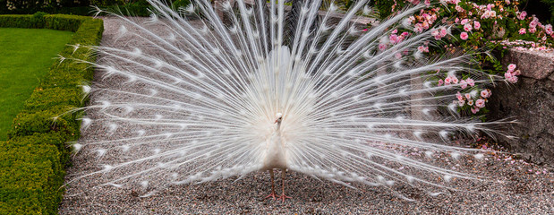 withe Peacock in garden