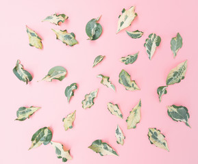Dried leaves on pink background