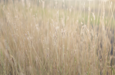 Fototapeta premium field of grass close-up background