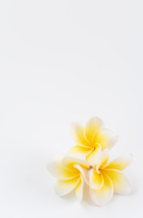 Beautiful yellow Plumeria,Frangipani flowers  over white background  with space foe text