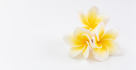 Beautiful yellow Plumeria,Frangipani flowers over white background with space foe text