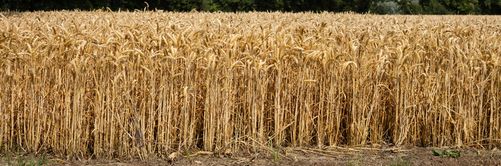 Weizen (Triticum), Weizenfeld, Nordrhein-Westfalen, Deutschland