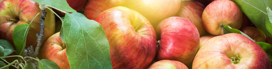 Fresh apple with green leaves from garden