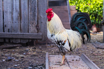 beautiful rooster in the yard of a village house