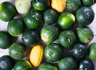 Harvest of ripe watermelons Farmer organic bio
