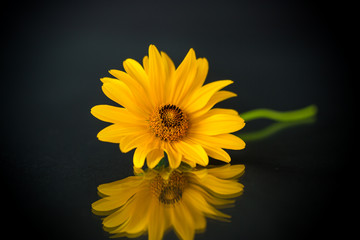 yellow summer blooming daisy flower isolated on black