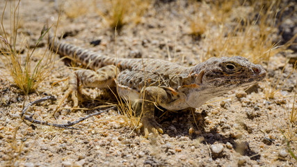 Mojave fringe-toed lizard in the Mojave desert, USA