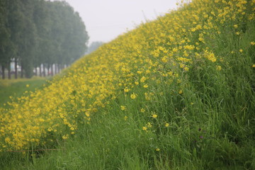 Sign between tulips to prevent picking by tourists on the island Goeree Overflakkee in the Netherlands