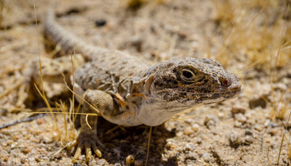 Mojave fringe-toed lizard in the Mojave desert, USA