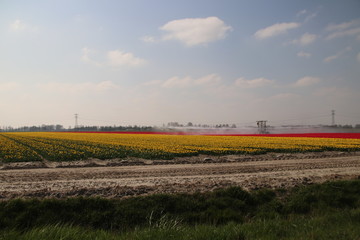 Fields with rows of tulips in springtime for agriculture of flowerbulb on island Goeree-Overflakkee in the Netherlands