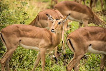 impala in africa