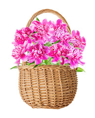 Fototapeta na wymiar Wicker basket with pink peonies flowers on a white background