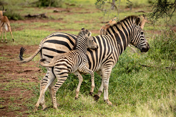 Obraz na płótnie Canvas zebra with baby in Africa