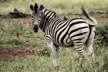 Bird on zebra