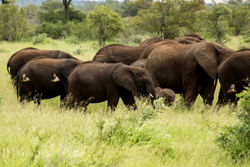 Fototapeta premium elephants in kruger national park