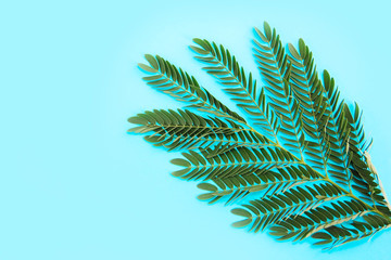 small natural green leaves on fern branch on a blue background