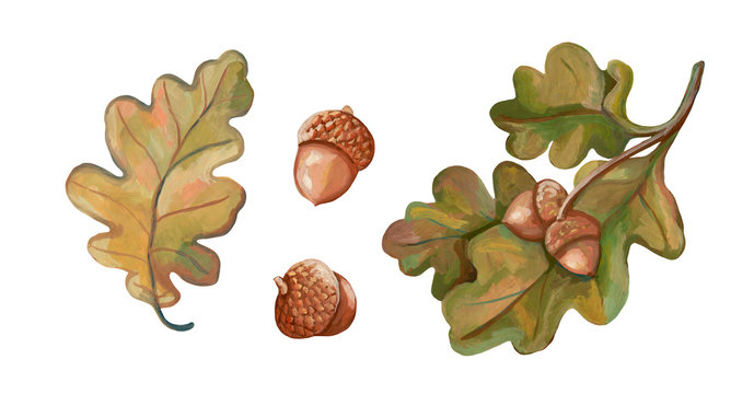 Autumn collection. Oak leaves and acorns painted with acrylic paint and isolated on white. Elements for design. Realistic drawing. Botanical sketches.