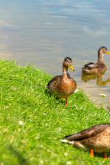 Ducks stand on the green grass on the shore of the lake on a Sunny summer day. First-year ducks. Vertical.