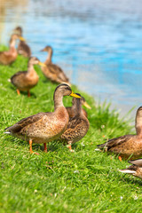 Naklejka na ściany i meble Ducks stand on the green grass on the shore of the lake on a Sunny summer day. Mallard Anas platyrhynchos in the wild. Vertical.