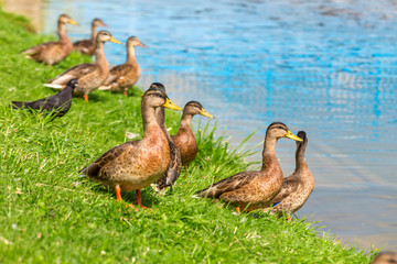 Young ducks of the first year stand on the green grass on the shore of the lake on a Sunny summer day. Mallard Anas platyrhynchos in the wild.