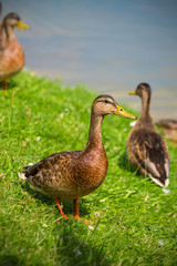 Naklejka na ściany i meble Young ducks of the first year stand on the green grass on the shore of the lake on a Sunny summer day. Mallard Anas platyrhynchos in the wild. Vertical.